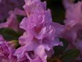 Rhododendron Cherio-1 Azalia